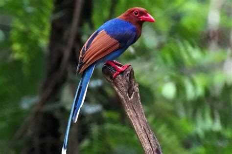 Endemic Birds Of Sri Lanka Sri Lanka Birding Tours