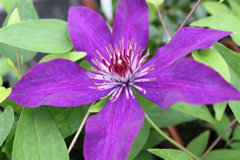 Clematis Plant Varieties Plantfiles Pictures Clematis Late Large