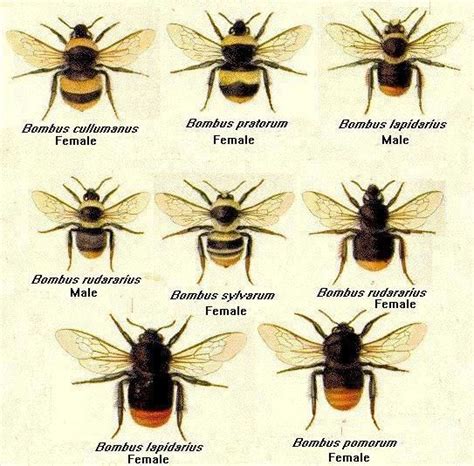 Bees like a range of different flowers, from sunflowers, horsemint, to wild strawberries. Pin by Samantha Johnson on Beehive | Bee, Bee art, Bee keeping