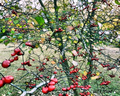 Hawthorn Tree Flickr Photo Sharing