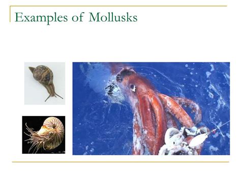 Ppt Chapter 27 Mollusks And Annelids Powerpoint Presentation Free Download Id3108124
