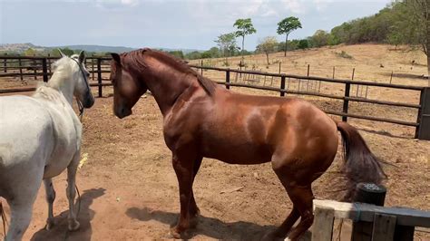 Dica Cavalo Cobertura De égua Youtube