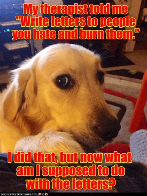 Misunderstanding Misunderstandings Funny Memes Funny Dogs