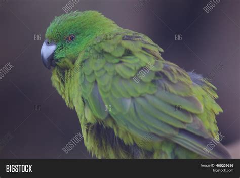 Antipodes Parakeet Image And Photo Free Trial Bigstock