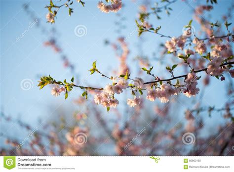 Pink Cherry Blossoms Sakura Against Clear Blue Sky Stock Photo Image