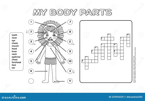 My Body Learning Human Parts Of Body Educational Vector Illustration