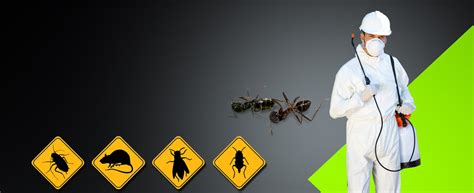 The best pest control exterminators near me. Pest Control Hamilton | Pest Extermination & Removal Services