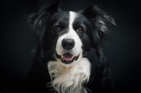 Free Images Black And White Cute Canine Looking Pet Portrait