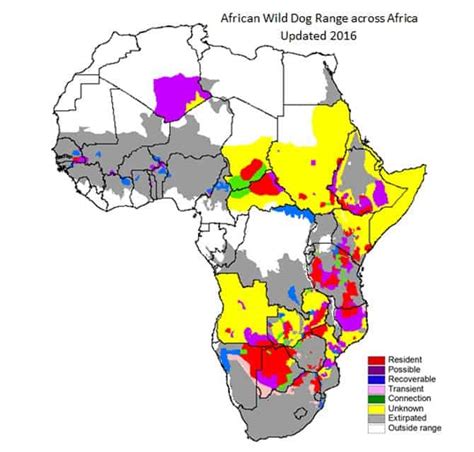 About Wild Dogs African Wildlife Conservation Fund
