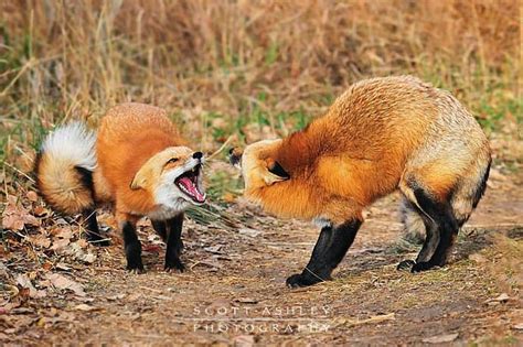 Red Fox Fight Clever Animals Cute