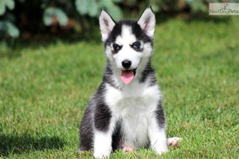40 Siberian Husky Puppies Pictures To Give You Watery Eyes
