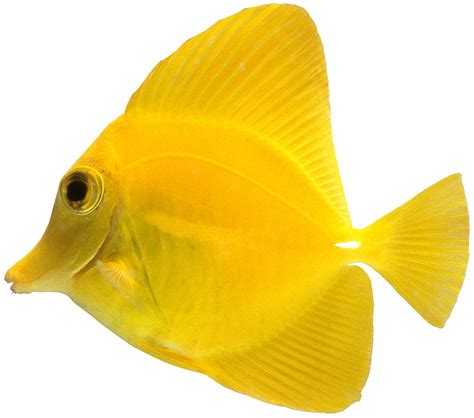 Yellow Tang Yellow Tang Fish Facts Dk Find Out