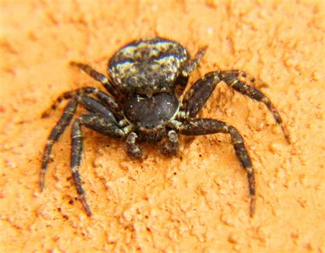 Male Bassaniana Bark Crab Spiders In Kingston New York United States