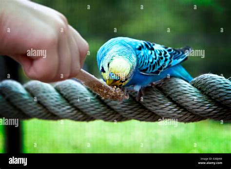 Parakeet Eating Stock Photo Alamy
