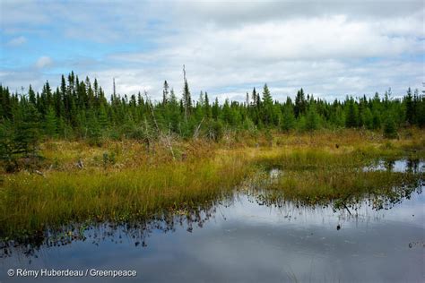 The Boreal Forest Our Climate Shield Greenpeace Canada