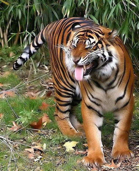Sumatran Tiger Animal Facts Panthera Tigris Sumatrae A Z Animals