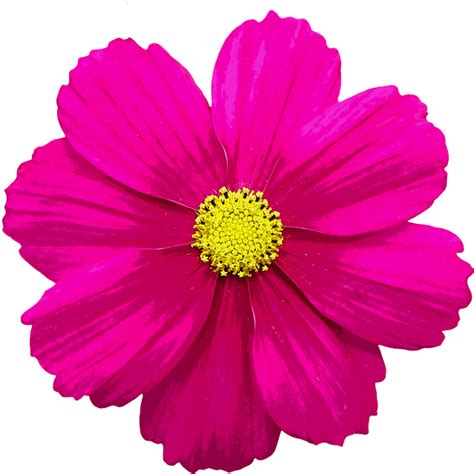 Find over 100+ of the best free single flower images. Collection of PNG Single Flower. | PlusPNG