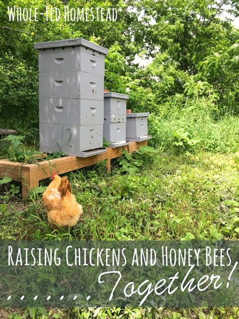 Randy loaded 5 frames of his gentle hybrid bees and a queen into each of our two brood boxes and sealed the openings by stuffing them with our. Raising Chickens & Honey Bees Together - Whole-Fed Homestead