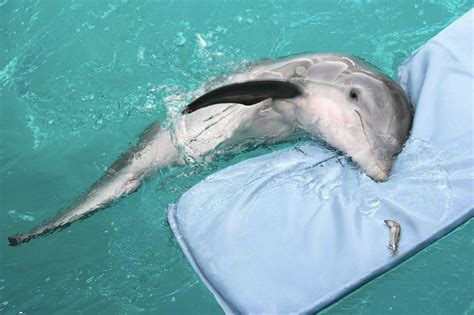 Visit Famed Dolphin Winter At Clearwater Marine Aquarium Orlando Sentinel