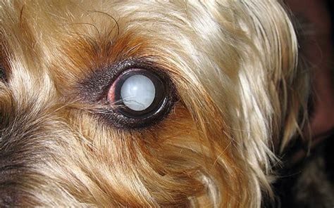Ojos Blancos En Perros Causas Y Tratamientos