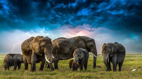 Download Baby Animal Cloud Animal African Bush Elephant 4k Ultra Hd