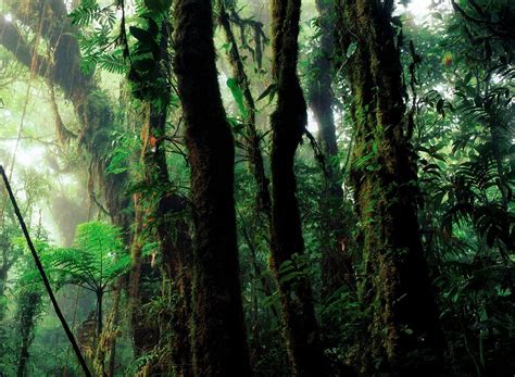 Rain Forest Humid Vegetation Free Photo On Pixabay