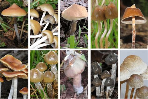 Types Of Psychedelic Mushrooms Psychedelic Mushrooms Types