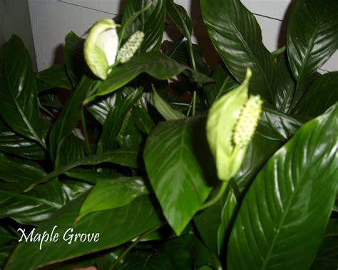 Houseplant with little white flowers. Maple Grove: Houseplant Makeover