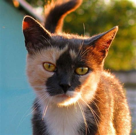 Unnamed Смешные фото кошек Котята Кошки черепахового окраса