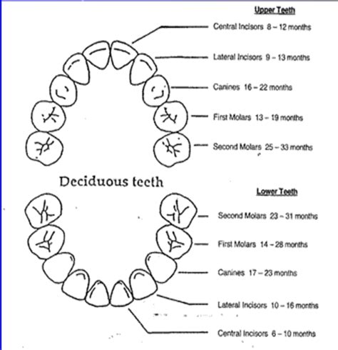 7 Deciduous Primary Dentition Flashcards Quizlet