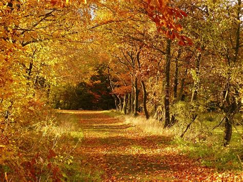Fall Autumn Leaves Golden Free Photo On Pixabay Pixabay