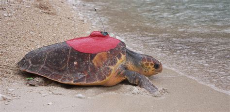 Satellite Tracking Of Marine Turtles Blue World Institute