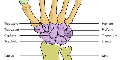 Wrist Carpal Bone Anatomy