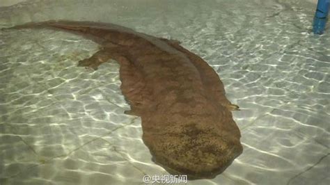 A 200 Year Old Giant Salamander Has Been Discovered In China Barnorama