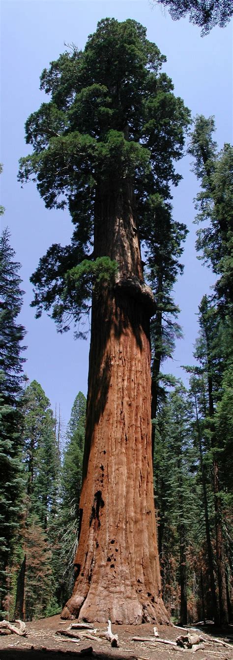 A Large Tree That Is Standing In The Middle Of A Forest With Lots Of