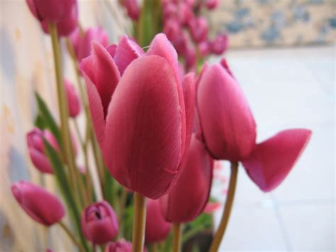 Maybe you would like to learn more about one of these? Jenis & Macam Bunga itha florist
