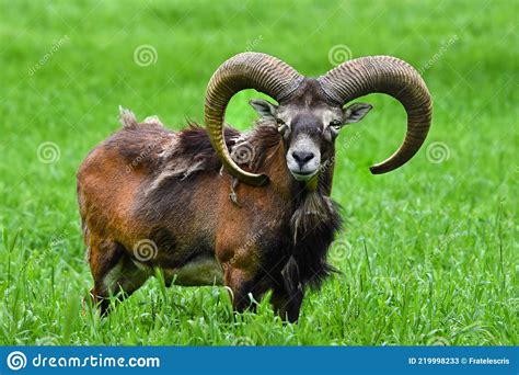 Male Mouflon With Big Horns In Green Grass Ovis Gmelini Musimon