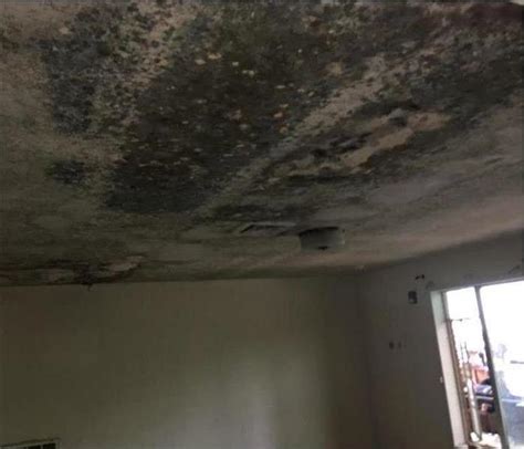 Black mold is a generic term for a group of fungi than includes things like bread mold and penicillium. How To Identify Black Mold | SERVPRO of Clear Lake