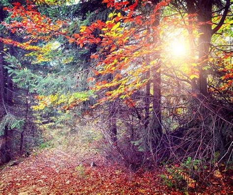Majestic Colorful Forest With Sunny Beams Red Autumn Leaves