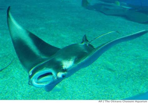 Japan Observes Birth Of First Manta Ray Born In Captivity