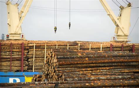 Russia Confirms Log Exports Ban In 2022 Tree Frog Creative