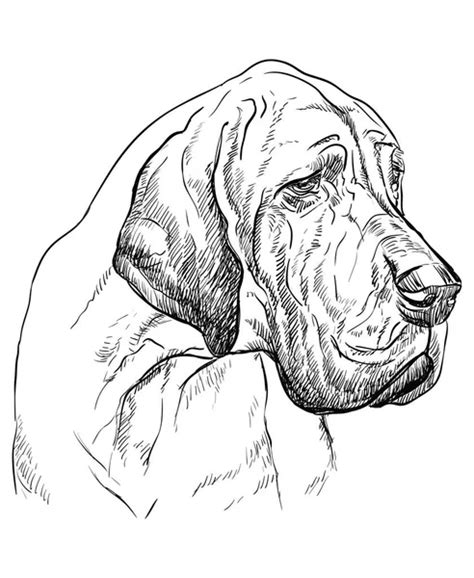 Great Dane Outline Head Purebred Great Dane Outline Drawing Isolated