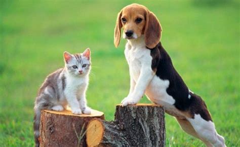 The singapore cat is the smallest cat breed: 10 Facts about Cats and Dogs | Fact File