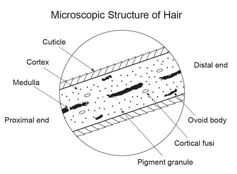 Hair Under A Microscope Rs Science