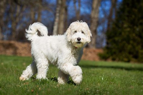 Labradoodle Breed Guide And Labradoodle Insurance Healthy Paws Pet