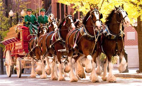 Budweiser Clydesdales City Of Landrum