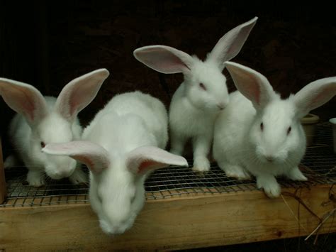 Baby White Flemish Giant Rabbits Flemish Giant Babies Have Flickr