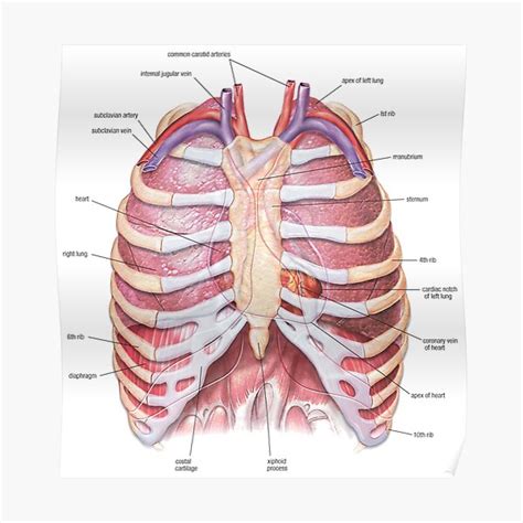 Chest Anatomy Human Body Poster By Hoorahville Redbubble