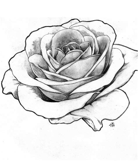 Perfect Rose To Add To An Idea Rose Outline Drawing Realistic Rose