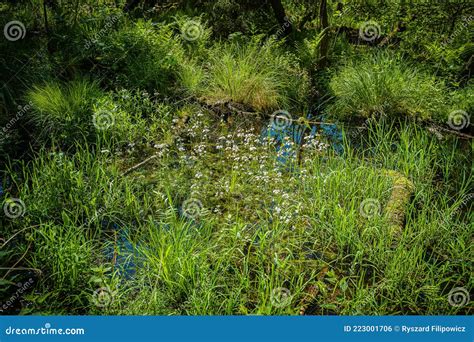 Fragment Of A Marsh Meadow In Forest With Flowers Of The Swamp Colon